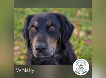 Whisky 253730 sucht ein zu Hause