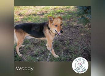 Woody 265333 sucht ein zu Hause