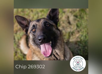 Chip 269302 sucht ein Zuhause