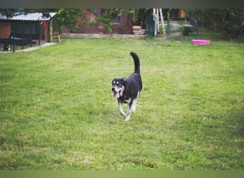 Matze: Verspielter Wirbelwind