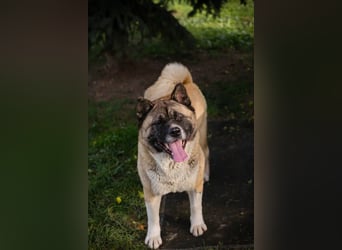 Hexe: Kämpferin mit großem Herzen