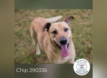 Chip 290336 sucht ein Zuhause