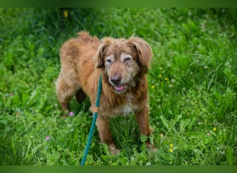 Archie sucht ein Zuhause