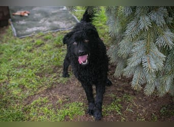 Cody: Neugieriger Wirbelwind