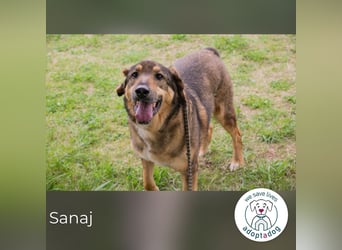 Sanaj: Alt, weise und voller Hoffnung