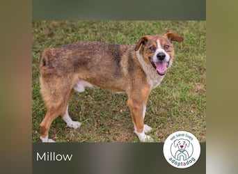 Millow sucht ein Zuhause
