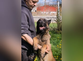Olli: Liebenswertes Herz auf vier Pfoten