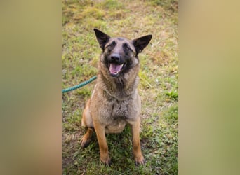 Chip 269302 sucht ein Zuhause