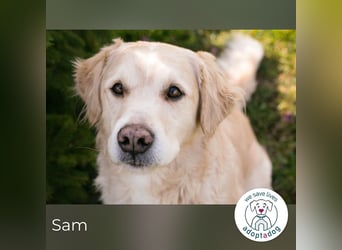 Sam sucht ein Zuhause