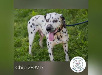 Chip 283717 sucht ein Zuhause