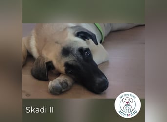 Skadi II sucht ein zu Hause