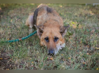Selina sucht ein Zuhause