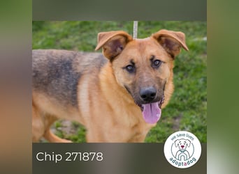Chip 271878 sucht ein Zuhause