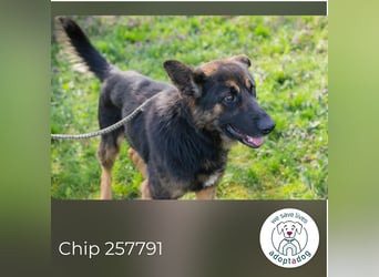 Chip 257791 sucht ein Zuhause
