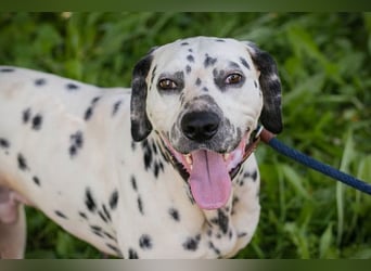 Chip 283717 sucht ein Zuhause