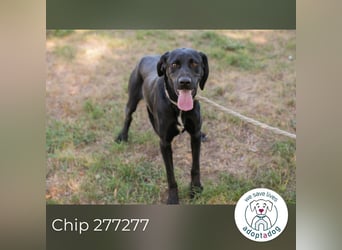 Chip 277277 sucht ein zu Hause