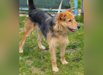 Bently: sucht Sicherheit