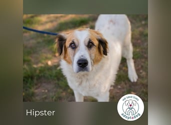 Hipster 52738 sucht ein zu Hause