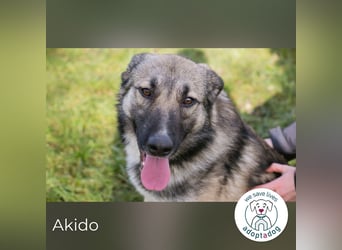 Akido – Sportskanone sucht Zuhause Akido – Sportskanone sucht Zuhause