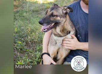 Marlee: Lebensfreude sucht Zuhause