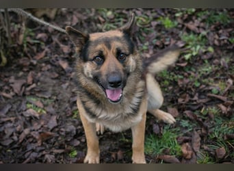 Quinto sucht ein Zuhause