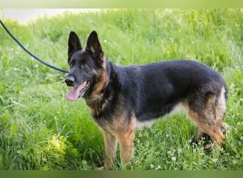 Chip 2119494 sucht ein Zuhause