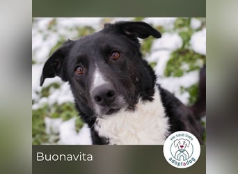 Buonavita: Sucht ihr Glück