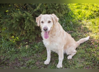 Sam sucht ein Zuhause