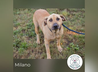 Milano sucht ein Zuhause