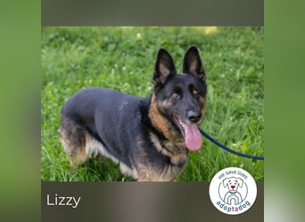 Lizzy sucht ein Zuhause