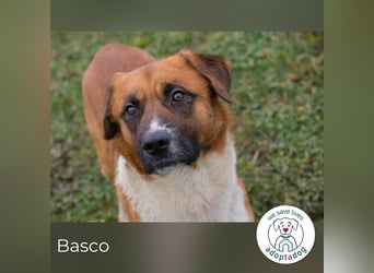 Basco: Kämpferherz sucht Liebe