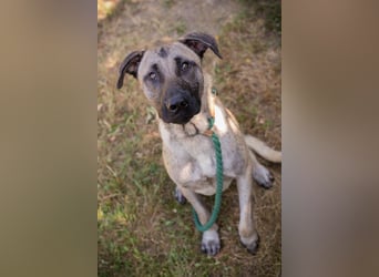 Atila sucht ein Zuhause