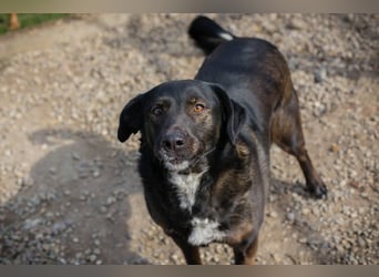 Gwen sucht ein neues Für-immer-Körbchen!