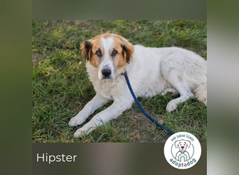 Hipster 52738 sucht ein zu Hause
