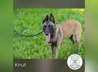 Knut sucht ein Zuhause