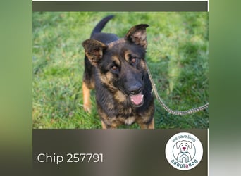 Chip 257791 sucht ein Zuhause