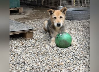 Bently: sucht Sicherheit