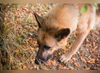 Fente: liebevolle Mama sucht fürsorgliches Zuhause