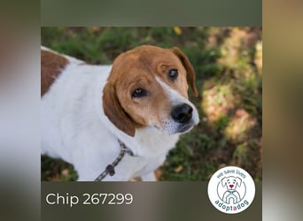 Chip 267299 sucht ein Zuhause