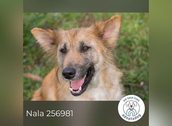 Nala: Fröhlich und kooperativ