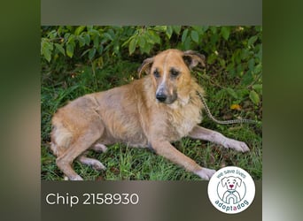 Chip 2158930 sucht ein zu Hause