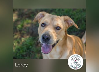 Leroy 152725 sucht ein zu Hause