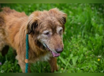 Archie sucht ein Zuhause