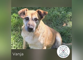Vanja sucht ein Zuhause