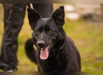 Sonja: Hundemama sucht Zuhause