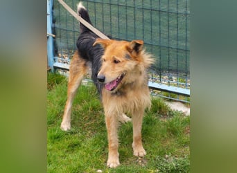 Bently: sucht Sicherheit