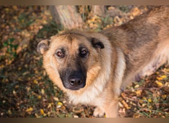 Fente: liebevolle Mama sucht fürsorgliches Zuhause