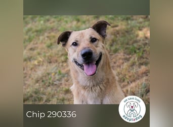 Chip 290336 sucht ein Zuhause