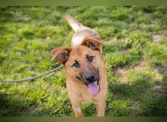 Chip 271878 sucht ein Zuhause