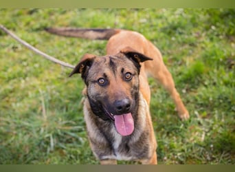 Jasper 271450 sucht ein Zuhause